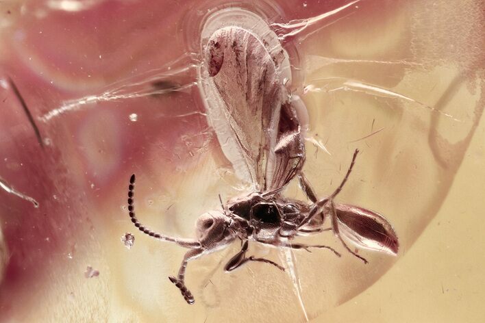 Fossil Wasps, Gnats, Woodlouse, Moth Fly & Ant in Baltic Amber #362673